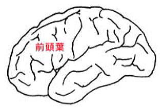 脳の解剖とはたらき