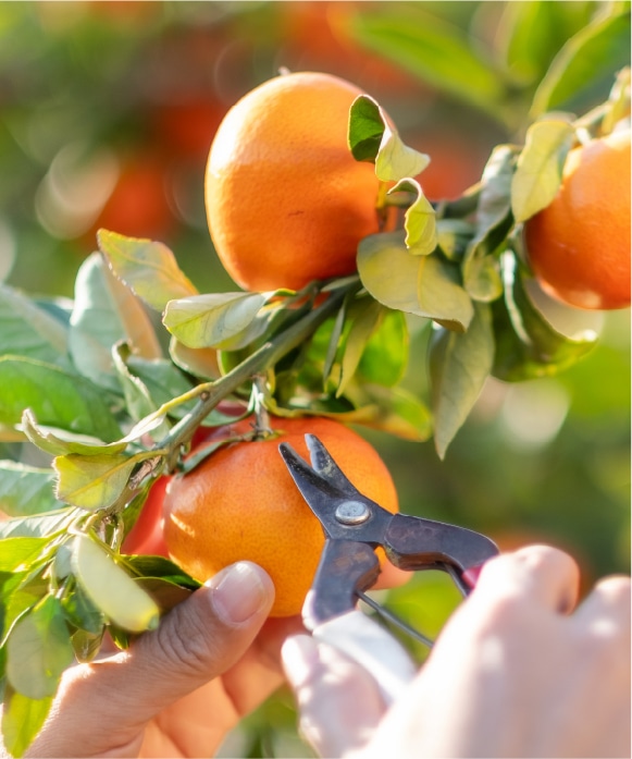 みかんとりんご 110g | 井上誠耕園