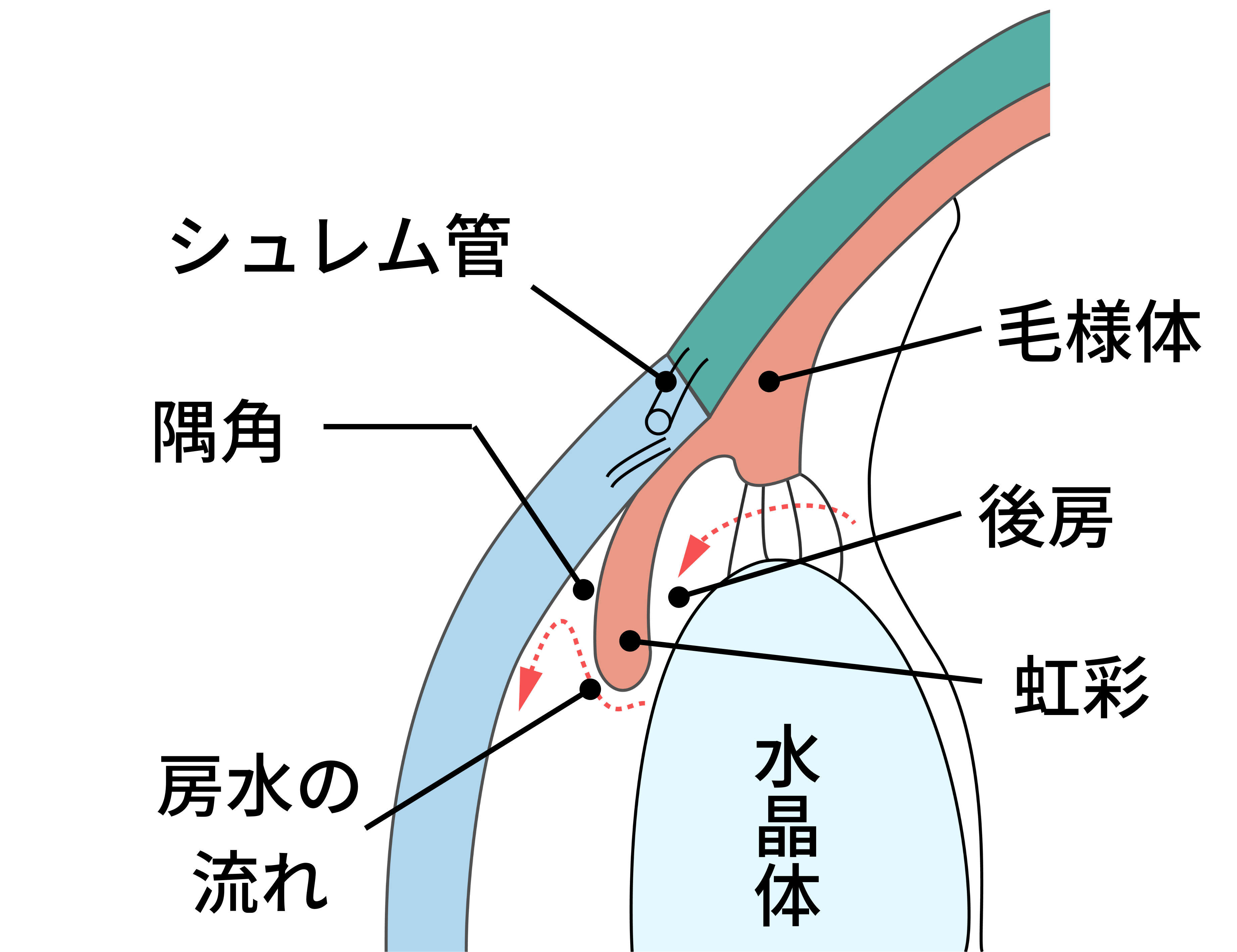 緑内障手術 | 手術のご案内 | 西葛西・井上眼科病院 | 江戸川区 | 一般