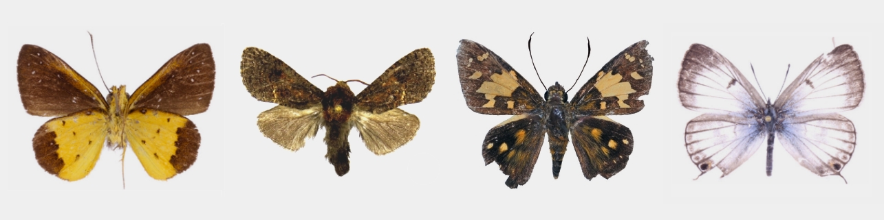 Afrotropical Lepidoptera | Insect Communities
