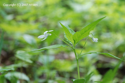 タデスミレ すみれの部屋 インターネットすみれ図鑑
