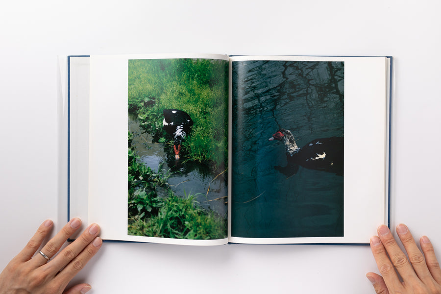 Hysteric Six by 中平卓馬– IACK