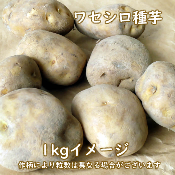 ワセシロ種芋 馬鈴薯 元気な種苗どもんしょうてん