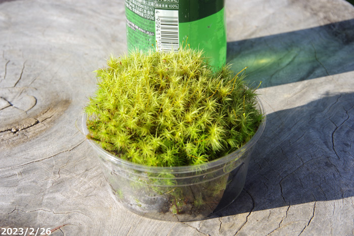 山野草の石田精華園 / タマゴケ 3号パック 【京の苔】【日陰向きのコケ