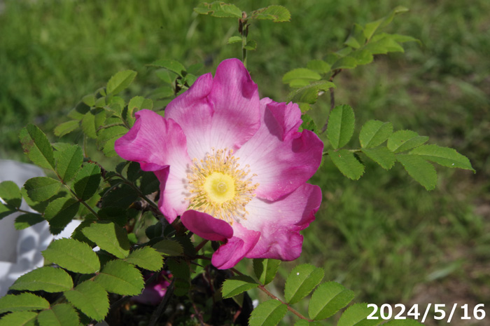 山野草の石田精華園 / サンショウバラ 日輪 3号（9cm）（ハコネサン
