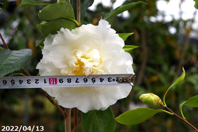 山野草の石田精華園 / 西洋椿 苗 エレガンスシャンペン 4年生挿木苗 5