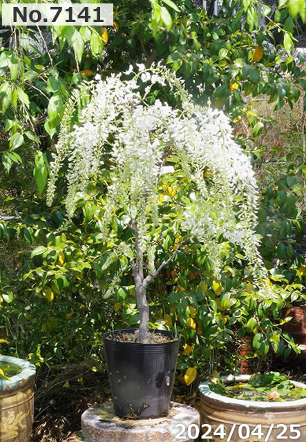 山野草の石田精華園 / 花藤 苗 選べる 白長藤(シロナガフジ) 7号(21cm