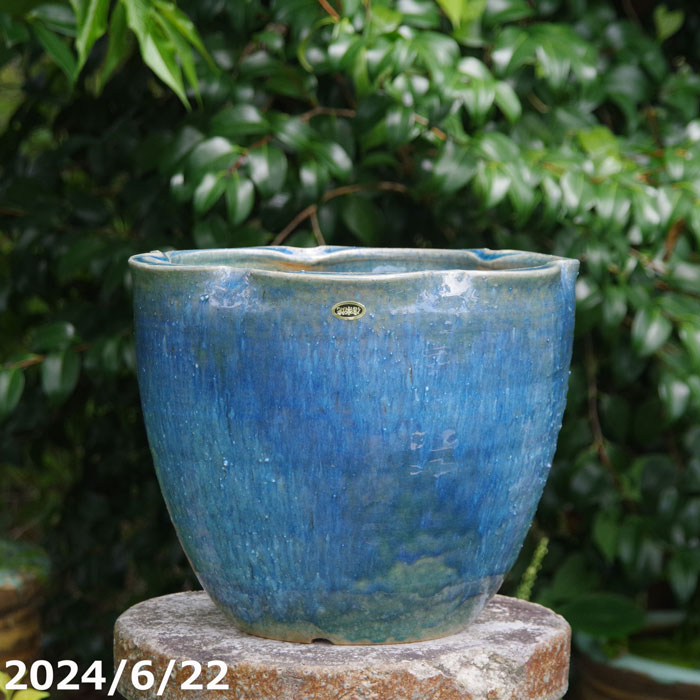 山野草の石田精華園 / 信楽焼 植木鉢 選べる ブルーガラス 花型 10号