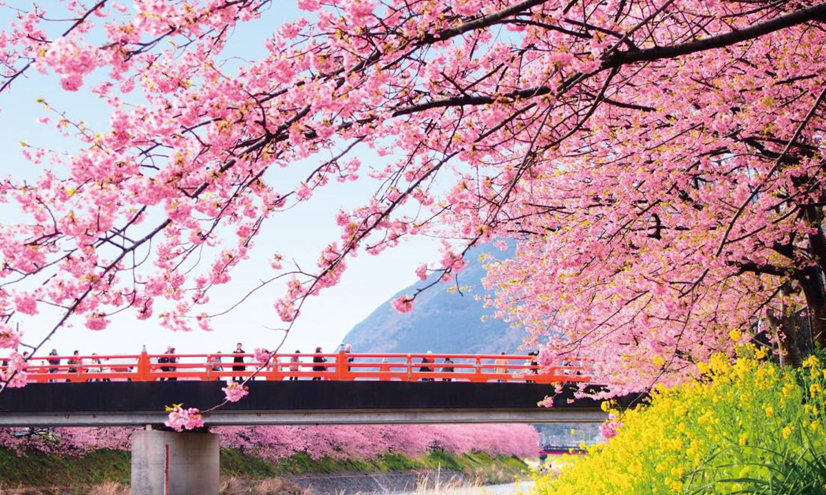 河津桜まつりで華やかな春を嗜む | 伊東小涌園【公式】