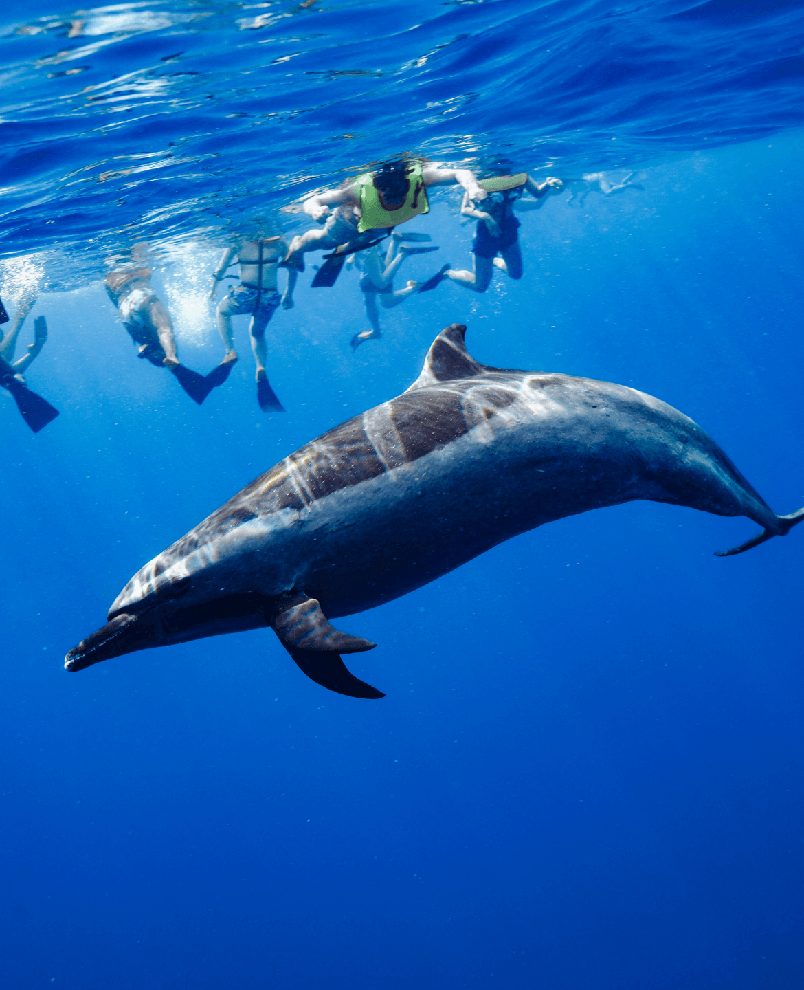 ラッセン イルカ ハワイ購入 送料込み ラッセン イルカ ハワイ購入