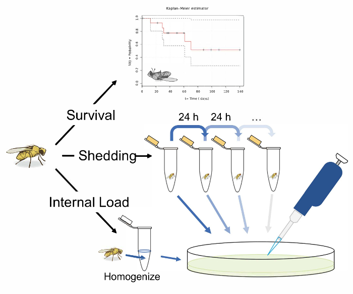 口腔の細菌感染とキイロショウジョウバエの開口