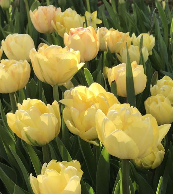 Tulip Foxy Foxtrot | John Scheepers Beauty from Bulbs