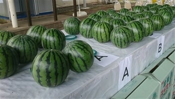 うまさ独占富里スイカ L2玉: JA富里市|【JAタウン】産地直送