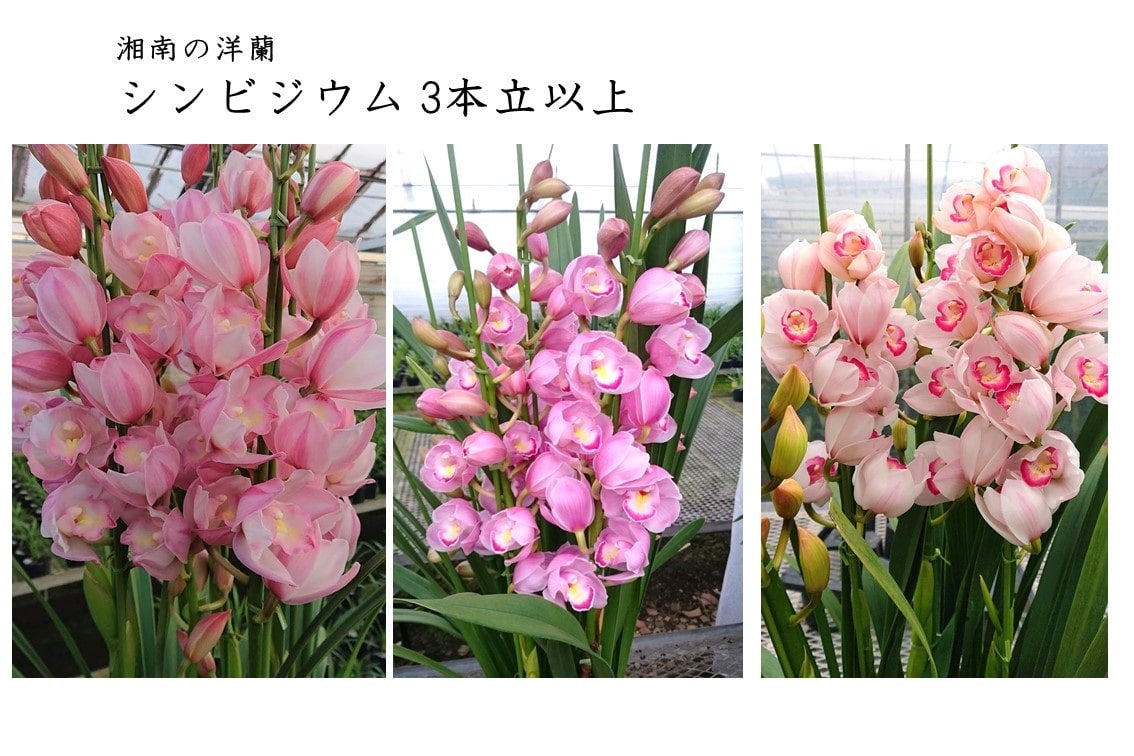 グ*チ様 蘭　育成用株　5つ　シンビジューム　バンダ　オンシジューム グ*チ様 蘭 育成用株 5つ シンビジューム バンダ オンシジューム