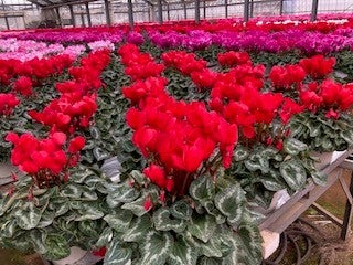 シクラメン 6号鉢【シュトラウス】: JA全農かながわ|【JAタウン