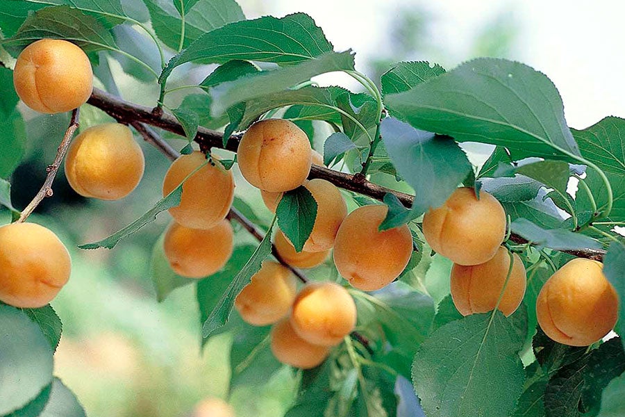 森食品工業 あんずエード (195g×30本)×2箱: 全農長野 僕らはおいしい