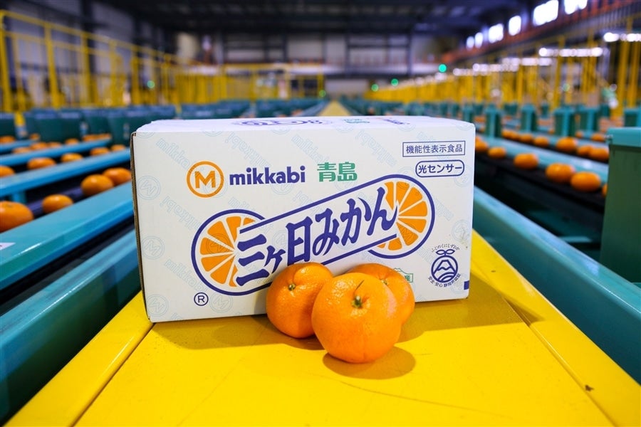 三ヶ日青島みかん（秀品）2L 7kg JAみっかび: しずおか『手しお屋