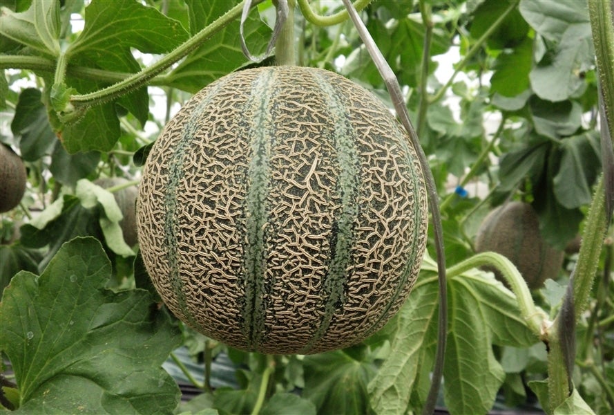 島根県大田市産アムスメロン 『温泉津メロン 5kg』【お中元にも