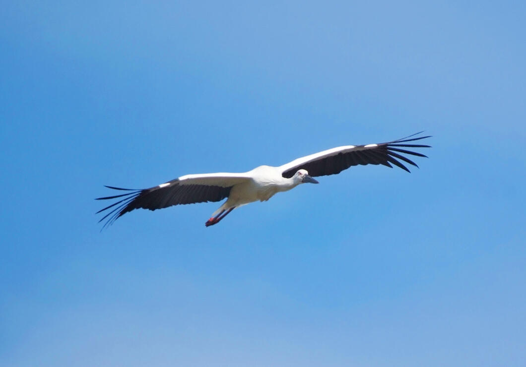 コウノトリの贈り物 | たじまで農業 | JAたじま