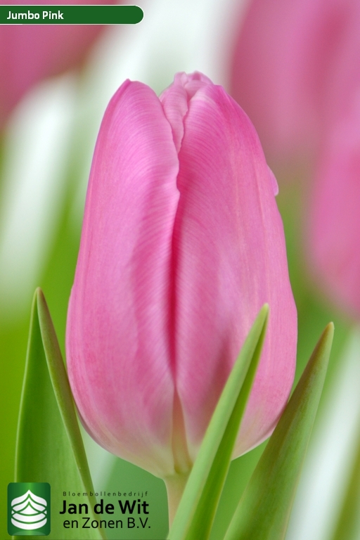 Jumbo Pink | チューリップ | Jan de Wit en Zonen B.V.