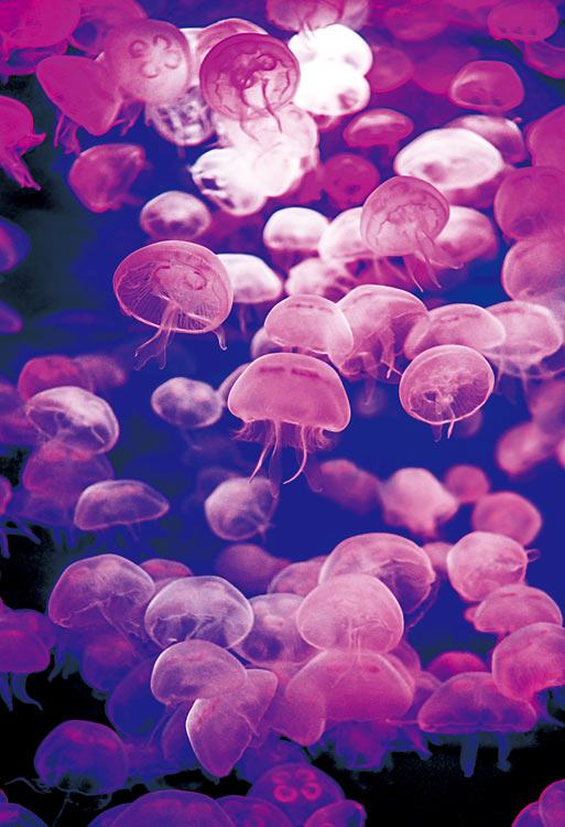 EPO-79-177 Mr.Puzzleからの挑戦状 深海からの挑戦状 1053ピース