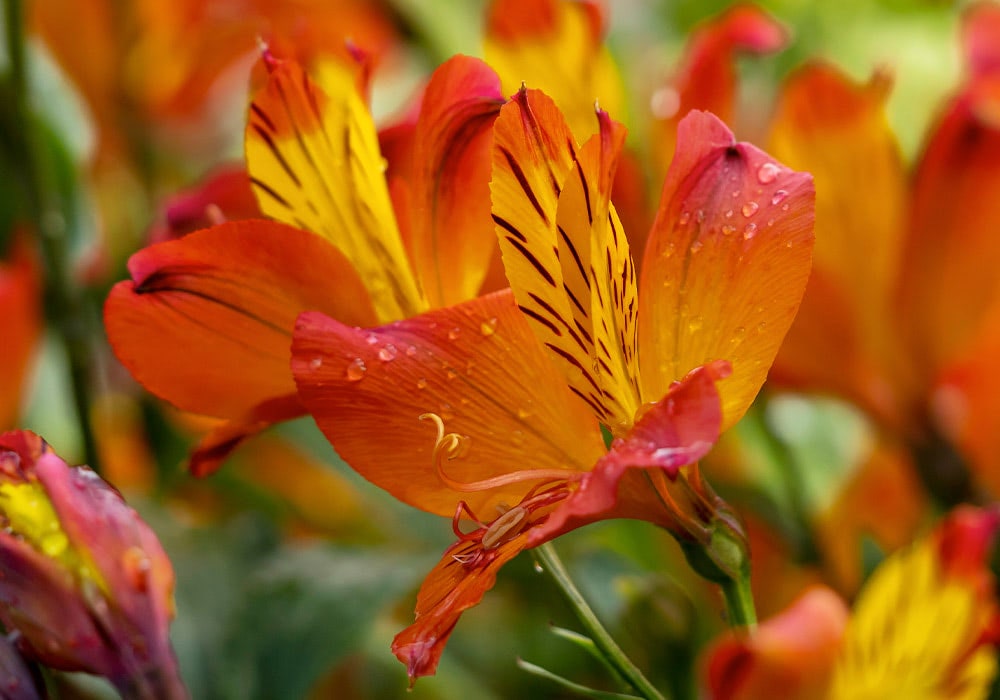 Alstroemeria Flower Dictionary | Jimmy's Flowers | Ogden, UT