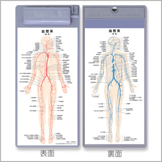 クリップボード 血管系