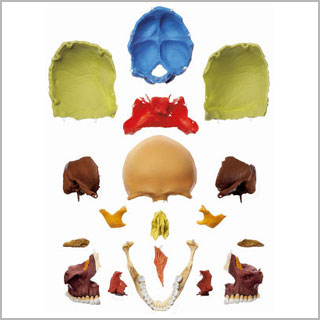 人体模型 頭蓋骨分解模型（18分解、色分） ソムソ社