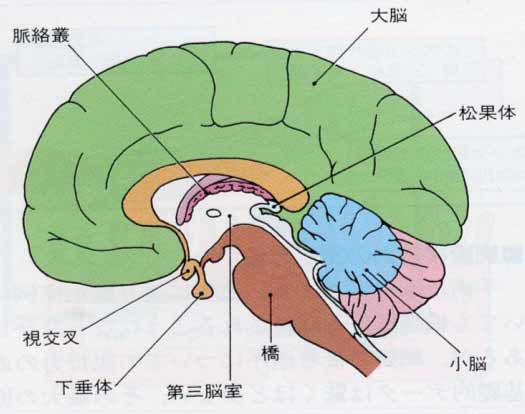 図2 ヒト脳における松果体の位置
