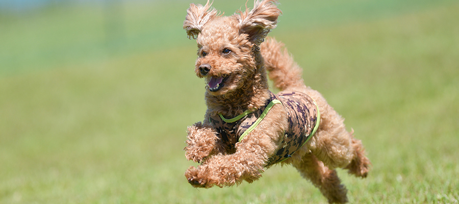 ペットと一緒に楽しむ | 箱根 十国峠パノラマケーブルカー