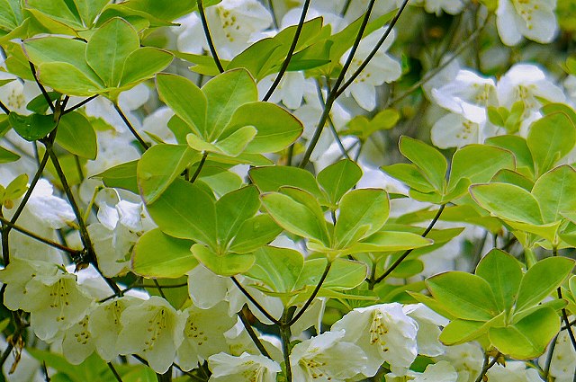 シロヤシオ（ツツジ科）｜素人植物図鑑