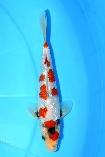 特選錦鯉-K0414 銀鱗昭和 - 錦鯉販売・川崎錦鯉店