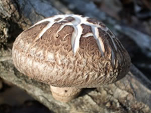 115」原木しいたけ・きのこ種菌 - 菌興椎茸協同組合