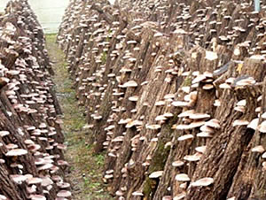 327」原木しいたけ・きのこ種菌 - 菌興椎茸協同組合