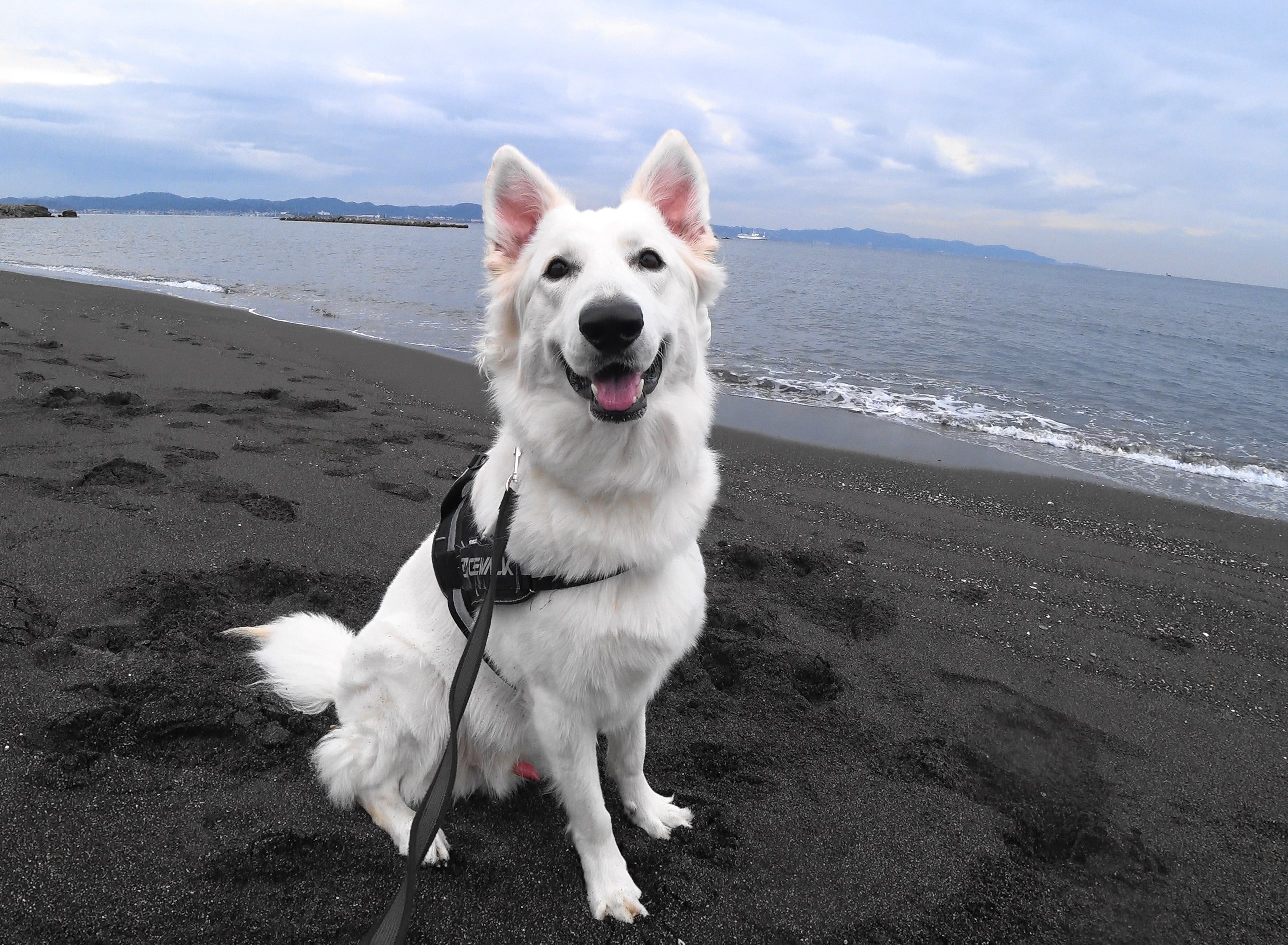 ホワイト・スイス・シェパード・ドッグ｜犬種｜生食フリーズドライの