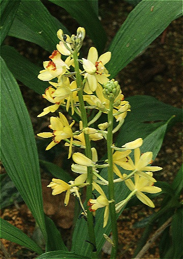 テ*ン様 山野草・ホザキラン(希少種！ホザキラン) も*ん様 山野草