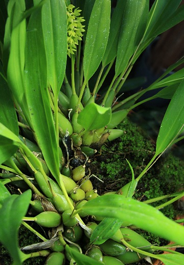 テ*ン様 山野草・ホザキラン(希少種！ホザキラン) も*ん様 山野草