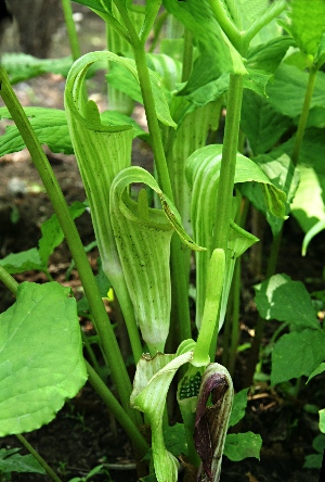 四季の山野草（ヒロハテンナンショウ）
