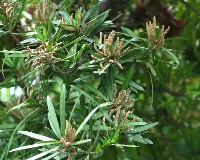 四季の山野草（イヌマキ）