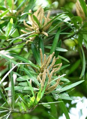 四季の山野草（イヌマキ）