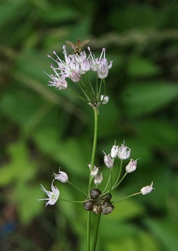 四季の山野草（ノビル）