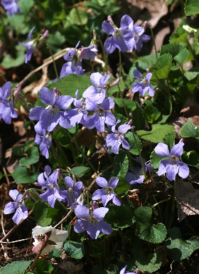 四季の山野草（タチツボスミレ）