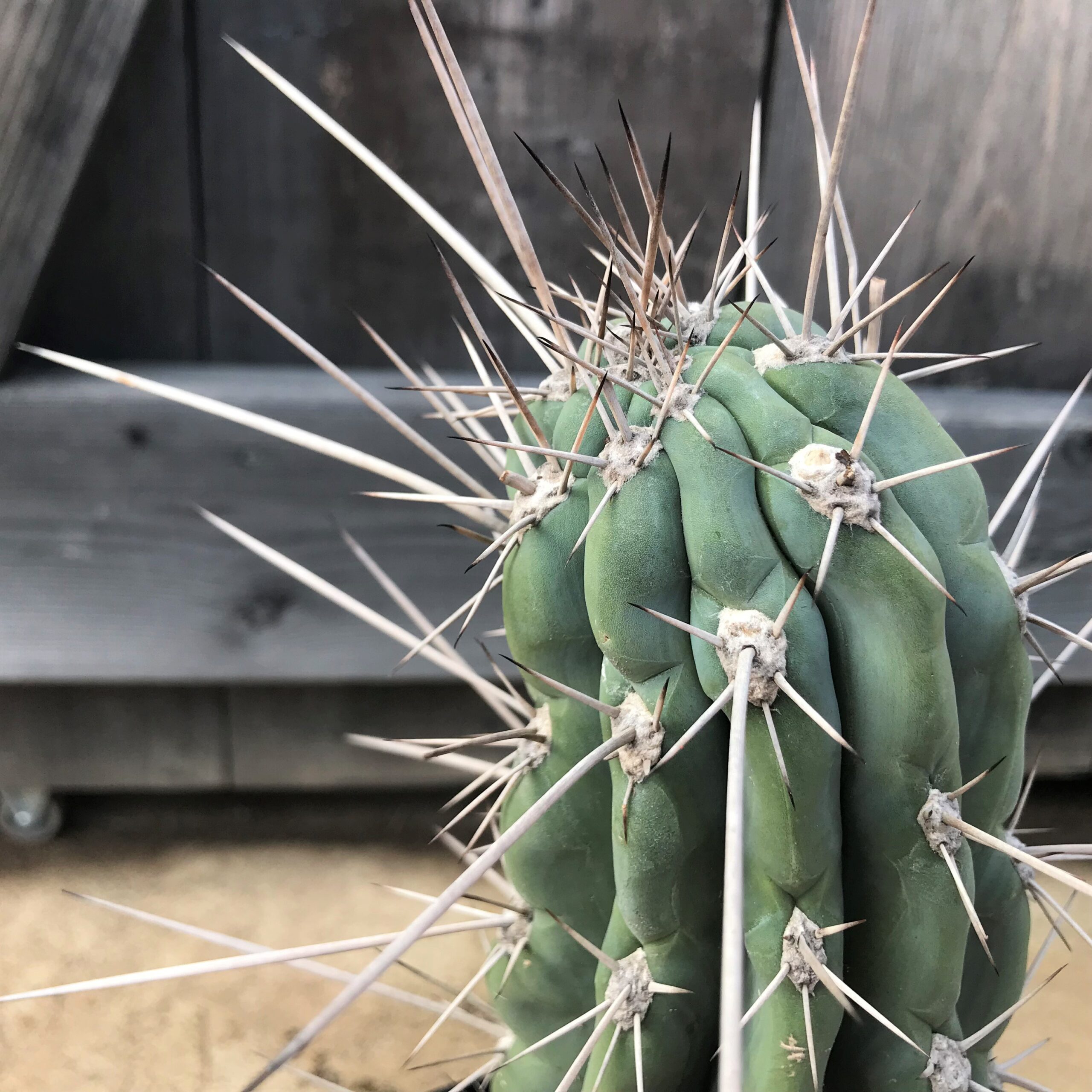 サボテン 植込みます！ | DESERT INC.