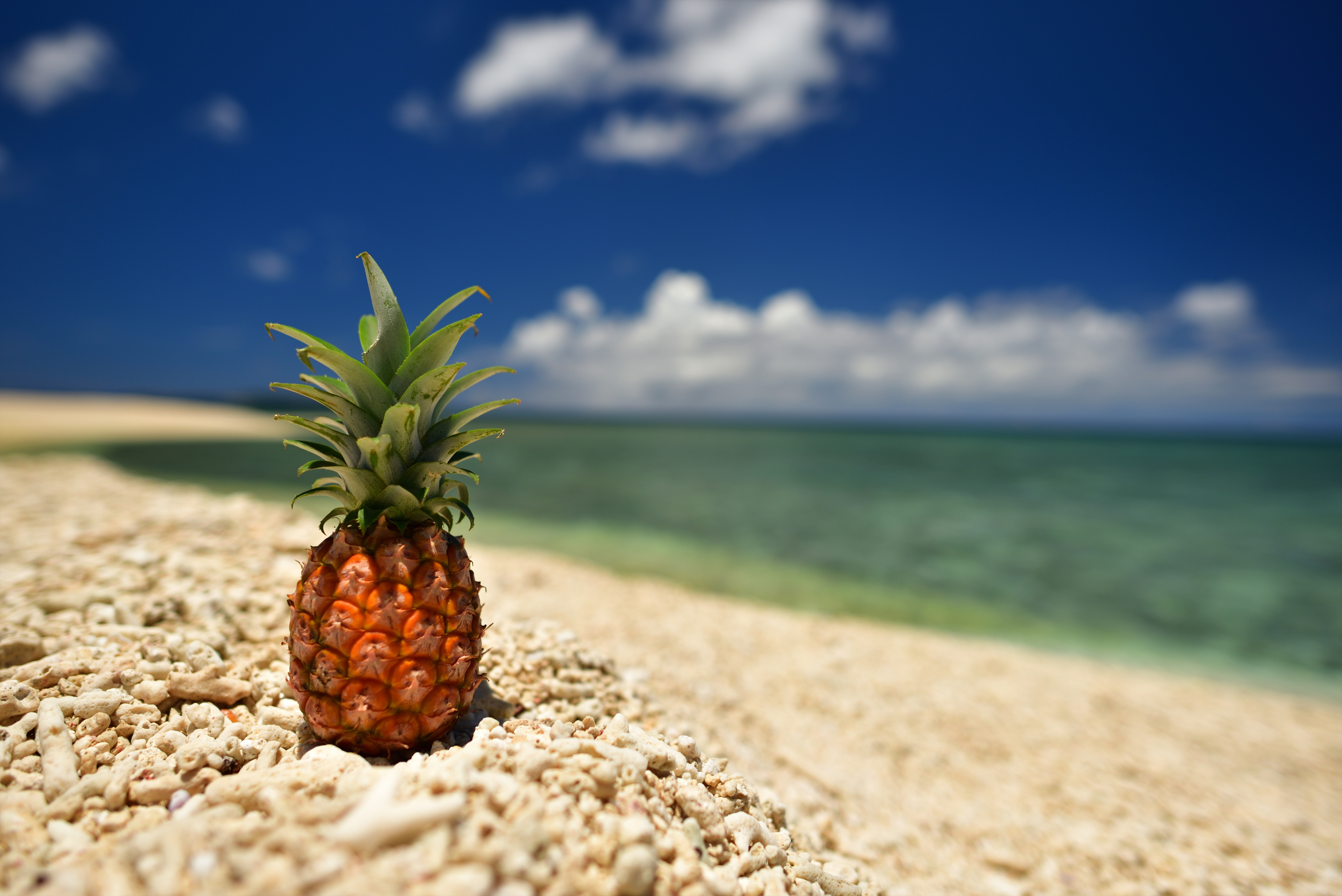 パイナップルと海 - OKINAWA41