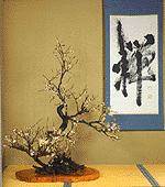 小笠原流 煎茶道＜本の紹介＞ | 小笠原流煎茶道