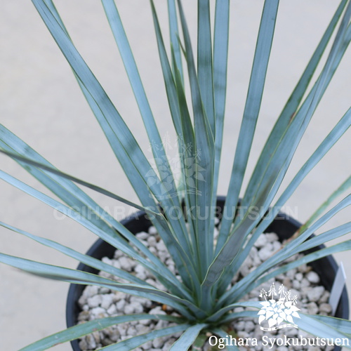 ユッカ ロストラータ【24-611】超超美形 シルバーブルー 株極太 ユッカ