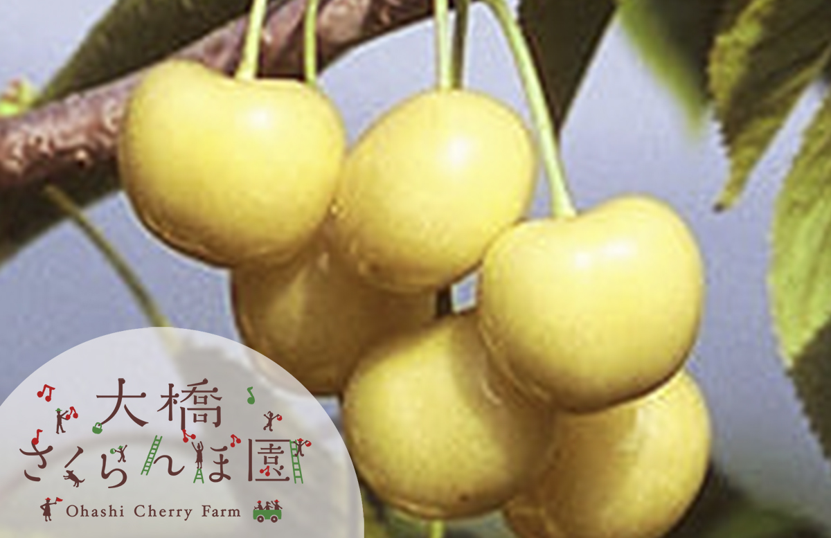 さくらんぼスタックゴールドの通販 さくらんぼスタックゴールドの販売