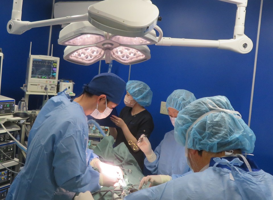 手術案内|さいたま市大宮区のおおた動物病院