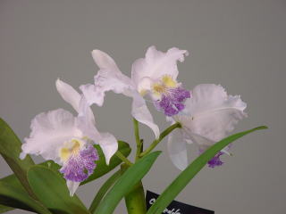 世界らん展日本大賞2003 原種カトレア Japan Grand Prix