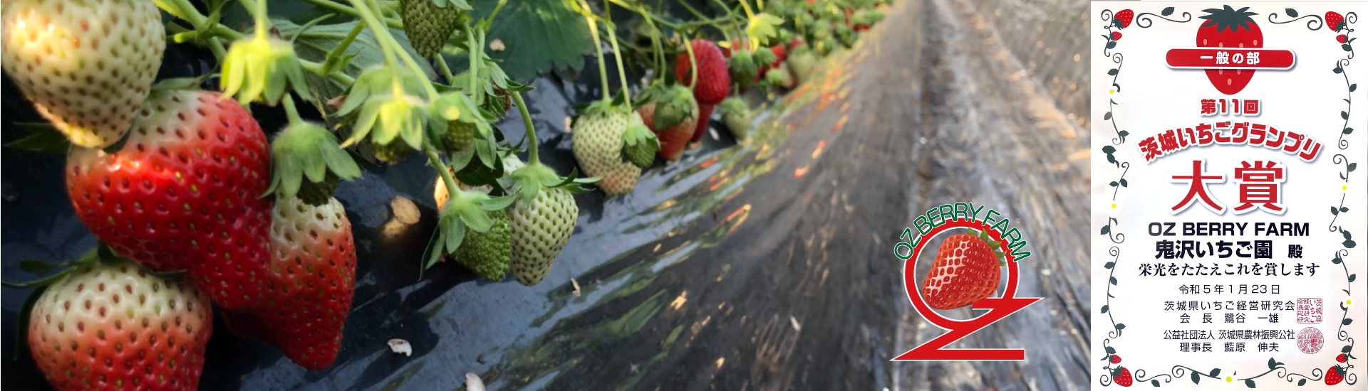 Oz Berry Farm（鬼沢いちご園） | 茨城県鉾田市のいちご農園です